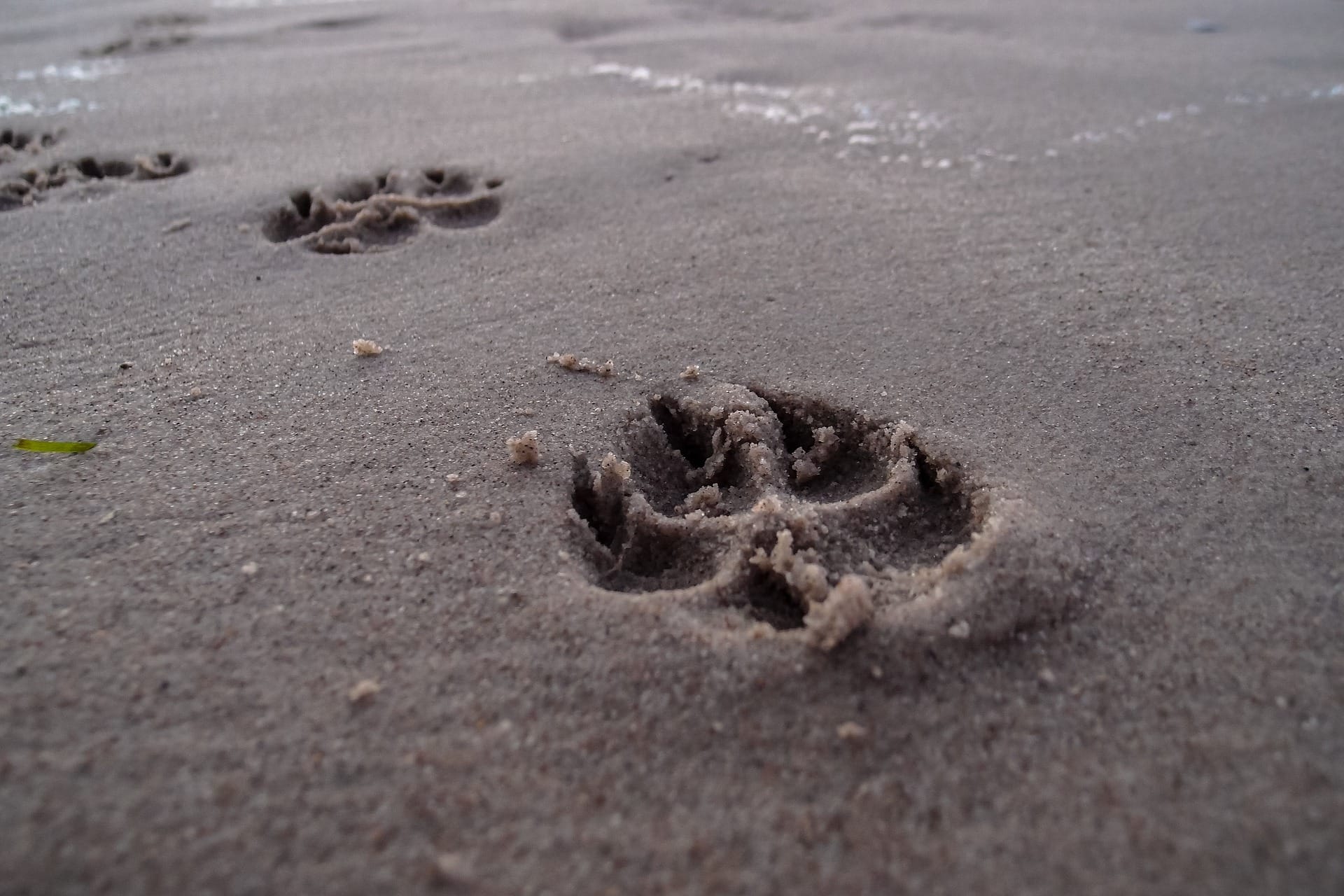 Pawprint