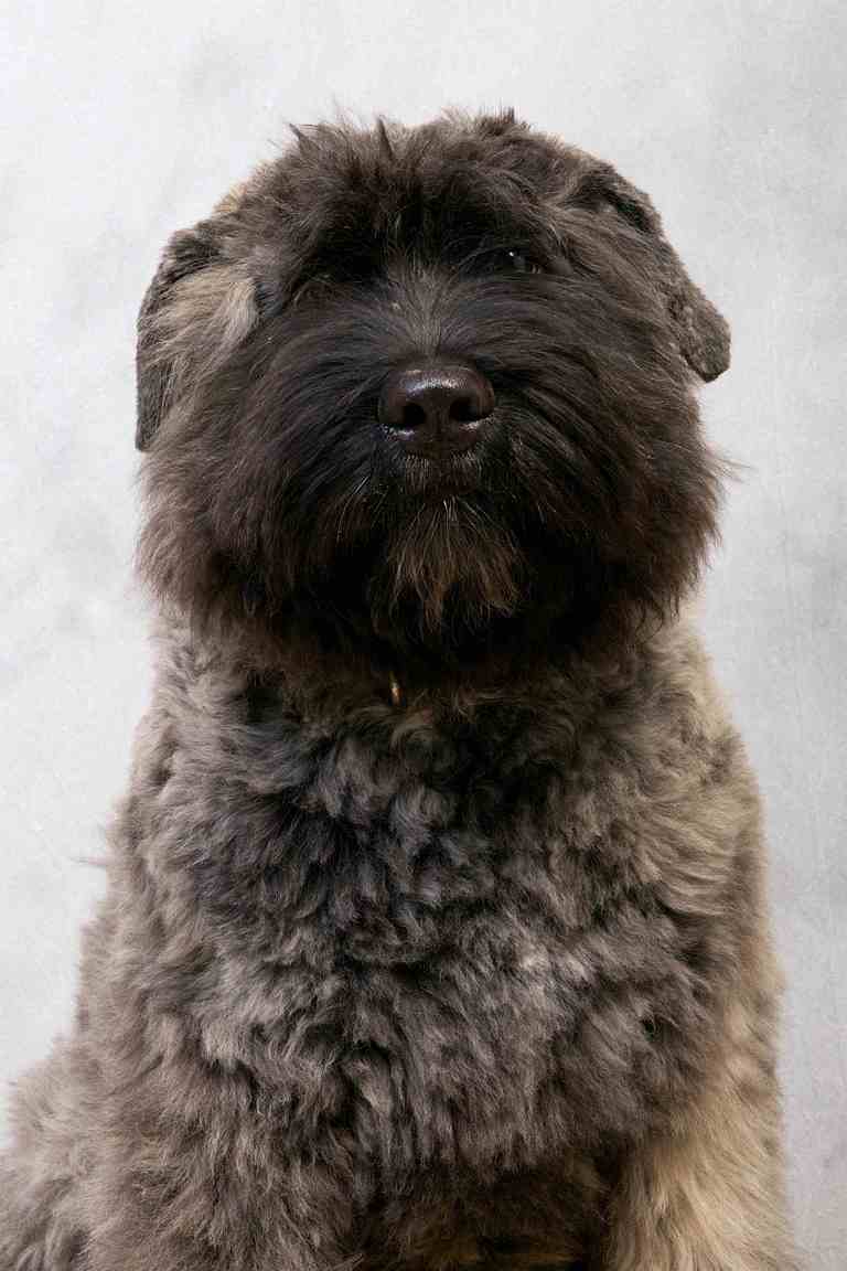 Jussi pup