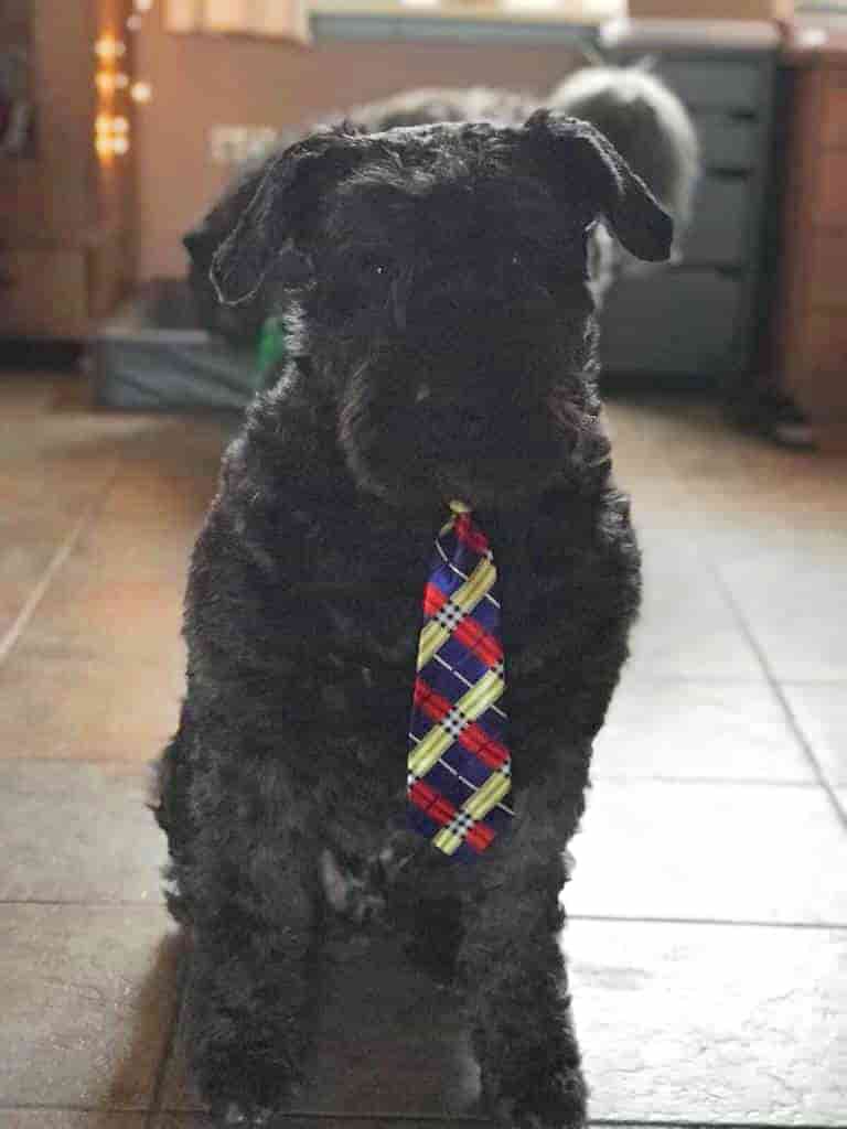 CEO Jussi