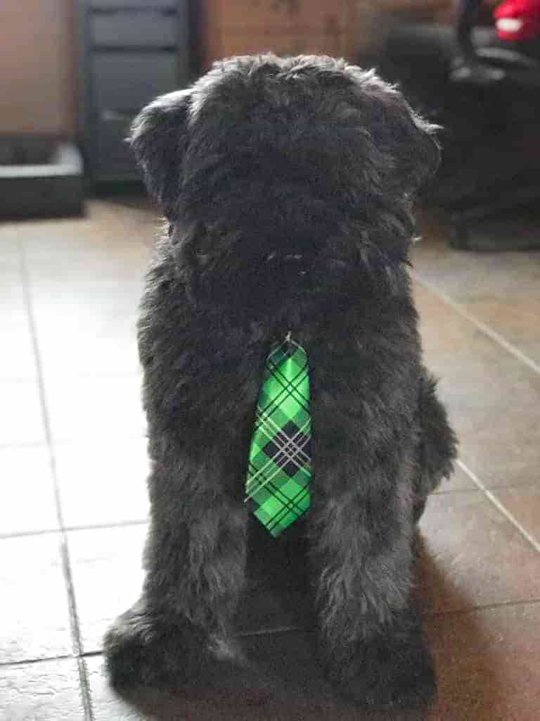 Manager Loki